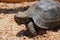 A turtle sitting in a dirty cage outside a visitor`s center . Feeding amphibian animal . Old turtles crawling in the cage