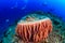 Turtle sleeping in a barrel sponge as divers pass behi