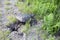 Turtle Snapping turtle photo.  Snapping turtle egg hole close-up profile view