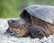 Turtle Snapping turtle photo.  Snapping turtle head close-up profile view