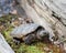 Turtle Snapping turtle photo.  Snapping turtle head close-up profile view on moss. Picture.  Baby snapping turtle. Portrait.