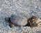 Turtle Snapping turtle photo.  Snapping turtle by its egg hatching hole close-up profile