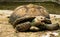 Turtle,Sulcata tortoise, Thailand zoo