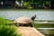 A turtle sunbathing next to pond at Lumpini Park, Bangkok