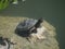 Turtle sunbathing on the rocks of the lagoon