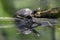 Turtle sunbathing on wooden log.