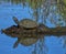 Turtle Sunning in the Morning at Preservation