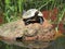 Turtle sunning on a rock