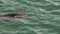 Turtle at the surface breathing air in Monkey Mia Shark Bay National Park