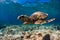 Turtle swim over coral bottom in underwater ocean