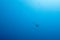 Turtle swimming away in open ocean