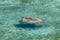 Turtle swimming in crystal clear lagoon