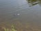 Turtle swimming on the lake