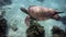 Turtle swimming at leisure, underwater video