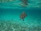 Turtle swimming in Providencia Island