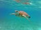 Turtle Swimming view underwater pacific ocean