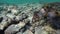 A turtle swims through destroyed coral reefs