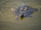 Turtle swims in a park pond