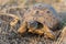 Turtle or Testudines walking on the ground close-up portrait