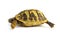 Turtle Testudo hermanni tortoise