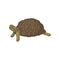 Turtle, tortoise reptile animal with relief shell, side view vector Illustration on a white background