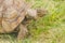 Turtle tortoise, Testudinidae, Testudines eating green grass outdoors