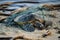 Turtle trapped in plastic garbage lying on the beach. The concept of an ecological disaster caused by plastic garbage.