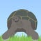 Turtle, turtle with shell in the grass