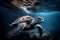 Turtle underwater in the sea. Sea Turtle swims underwater. Green sea turtles