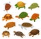 Turtle vector cartoon seaturtle character swimming in sea and tortoise in tortoise-shell illustration set of reptile