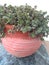 Turtle Vine Succulent Foliage in Pot