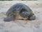 Turtle in wakatobi island