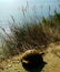 Turtle walking by the Adriatic sea, Albania