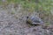 Turtle walking on a forest path 