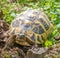 Turtle walking on grass. Geochelone sulcata