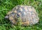 Turtle walking on grass. Geochelone sulcata