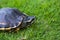 Turtle is walking on the grass in nature. Turtle with armature for protect by self. animal walk slow is turtle then have armature