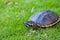 Turtle is walking on the grass in nature. Turtle with armature for protect by self. animal walk slow is turtle then have armature