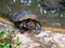 Turtle walking on rock in the little pond in public garden