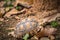 Turtle walks on the dry leaves in the forest.