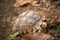 Turtle walks on the dry leaves in the forest.