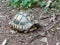 A turtle walks on the ground hidden in its shell