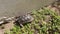 A turtle walks leisurely along a garden wall.