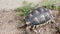 A turtle walks leisurely along a garden wall.