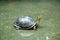 Turtle on Wet Floor