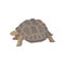 Turtle wild african animal vector Illustration on a white background