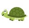 Turtle wild  animal cartoon vector