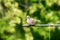 Turtledove