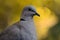 Turtledove bird portrait with blur background.