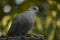 Turtledove bird sitting on a branch in nature